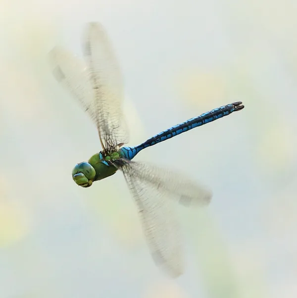 Emperor Dragonfly ♂ (2013)