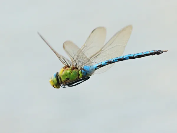 Emperor Dragonfly ♂ (2014)