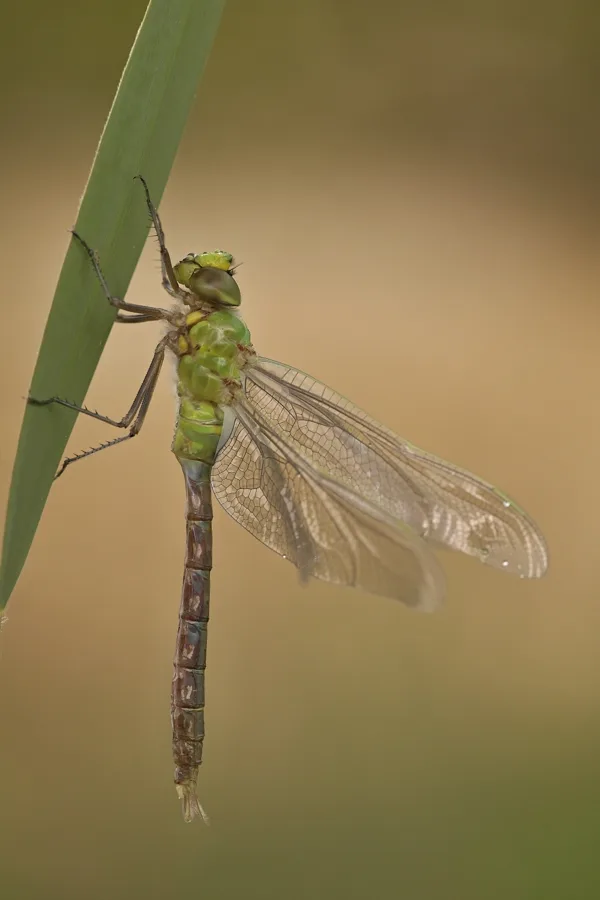 Emperor Dragonfly ♂ (2015)