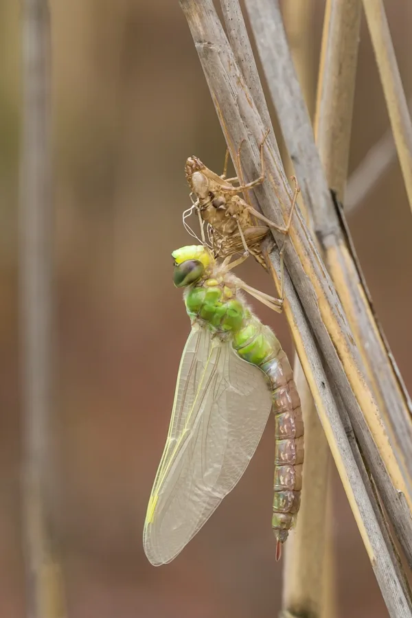 Emperor Dragonfly ♀ (2015)