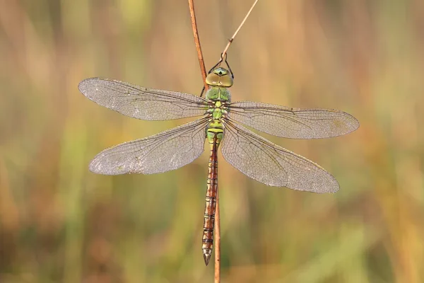 Emperor Dragonfly ♀ (2017)