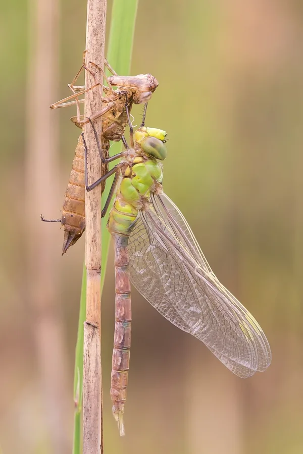 Emperor Dragonfly ♂ (2016)