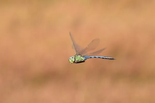 Emperor Dragonfly ♂ (2015)