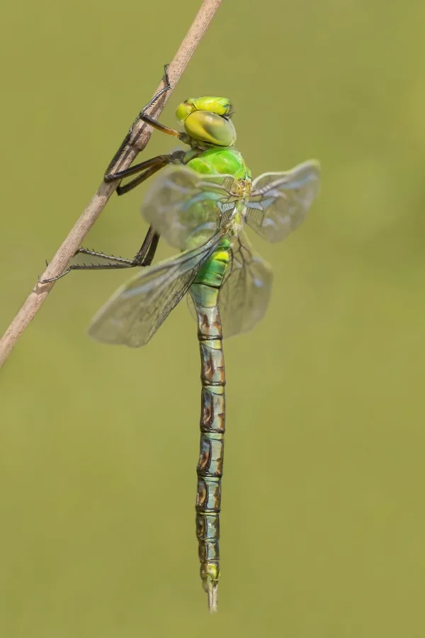 Emperor Dragonfly ♂ (2014)