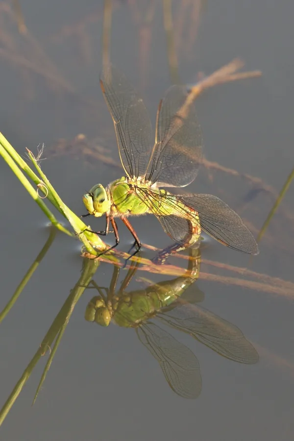 Emperor Dragonfly ♀ (2014)