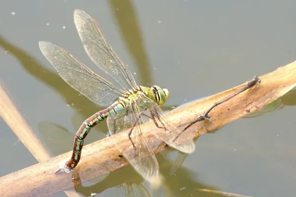 Emperor Dragonfly ♀ (2014)