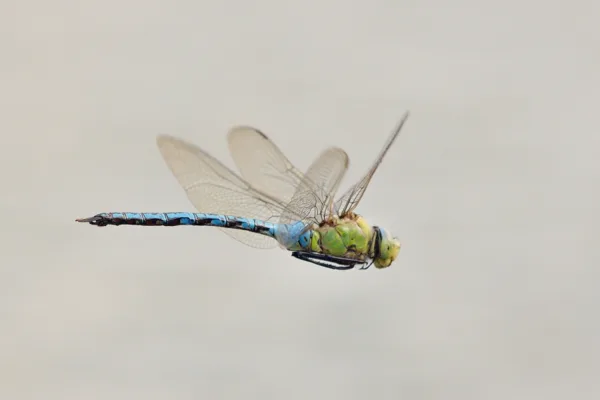 Emperor Dragonfly ♂ (2014)