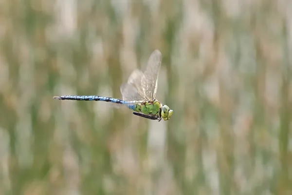 Emperor Dragonfly ♂ (2017)