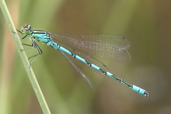 Northern Damselfly ♂ (2016)
