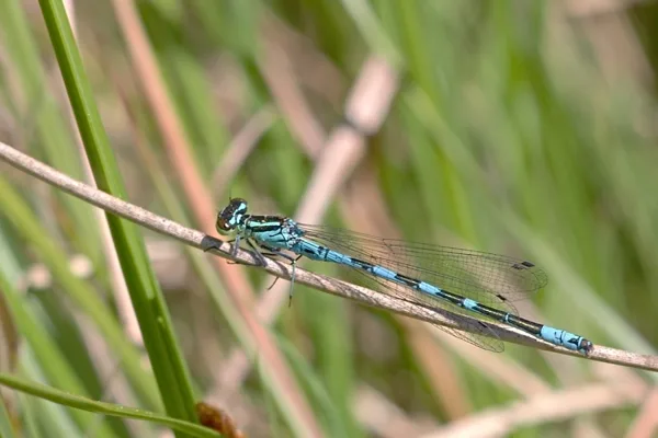Northern Damselfly ♂ (2017)