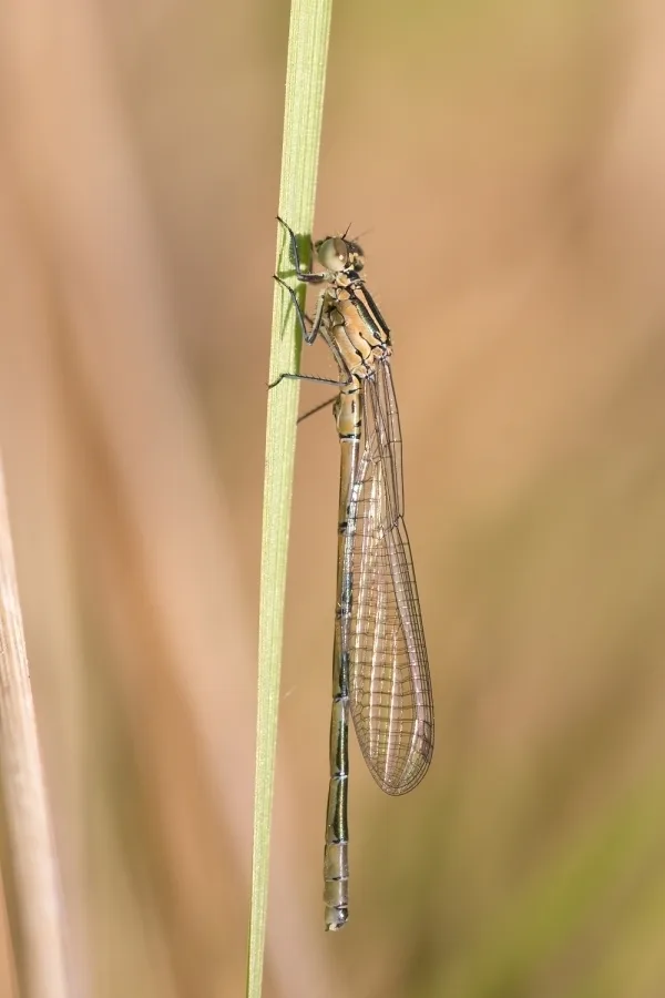 Northern Damselfly ♂ (2017)