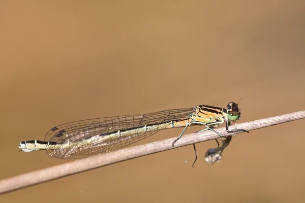 Northern Damselfly ♀ (2017)