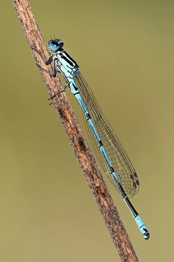 Azure Damselfly ♂ (2016)