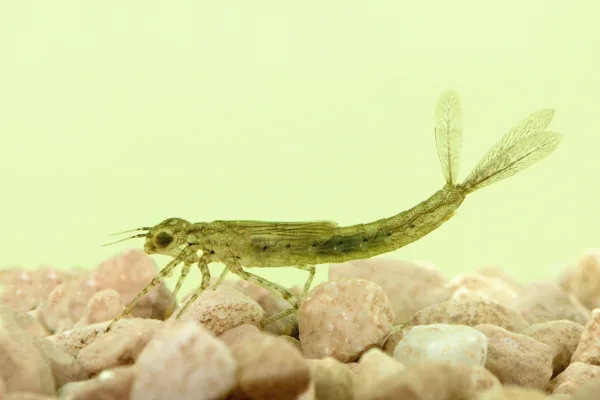 Azure Damselfly - larva (2014)