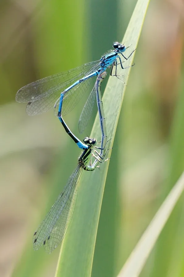 Azure Damselfly ♂ + ♀ (2014)