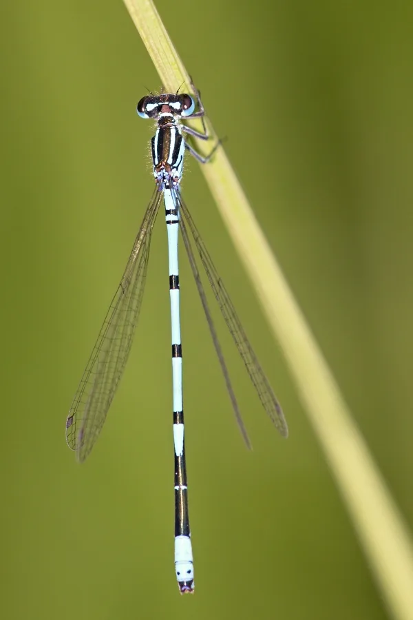 Azure Damselfly ♂ (2012)