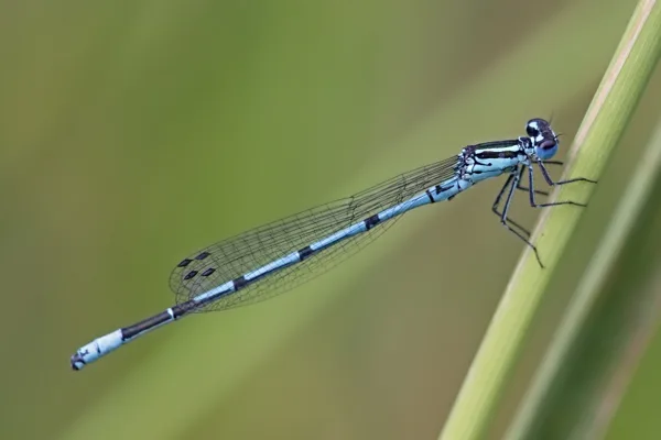 Azure Damselfly ♂ (2016)