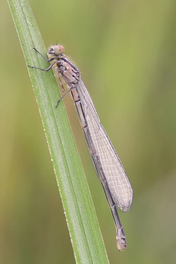 Azure Damselfly ♀ (2016)