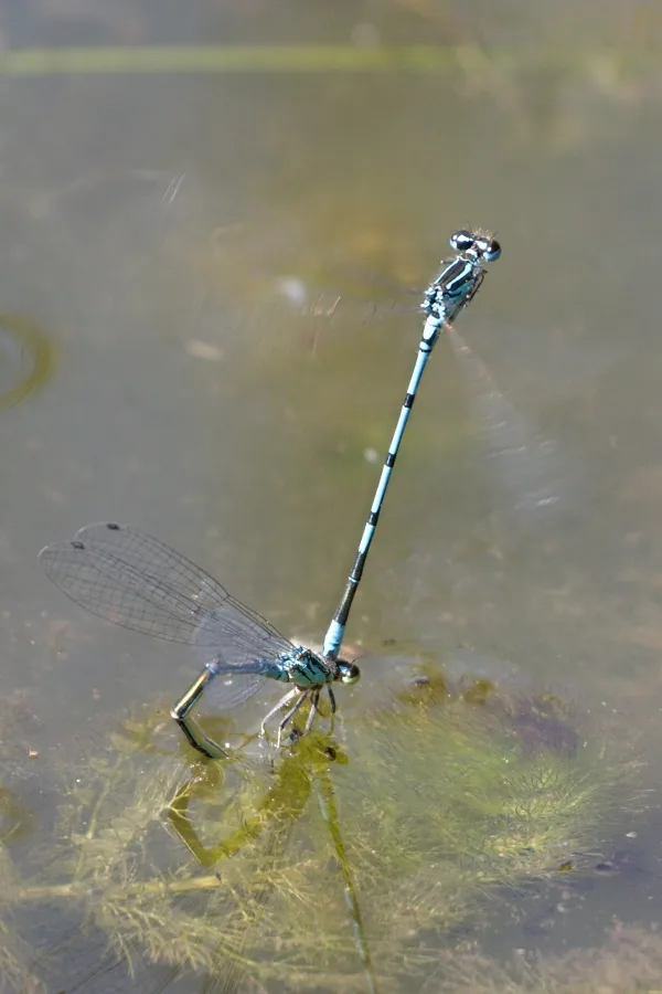 Azure Damselfly ♂ + ♀ (2014)