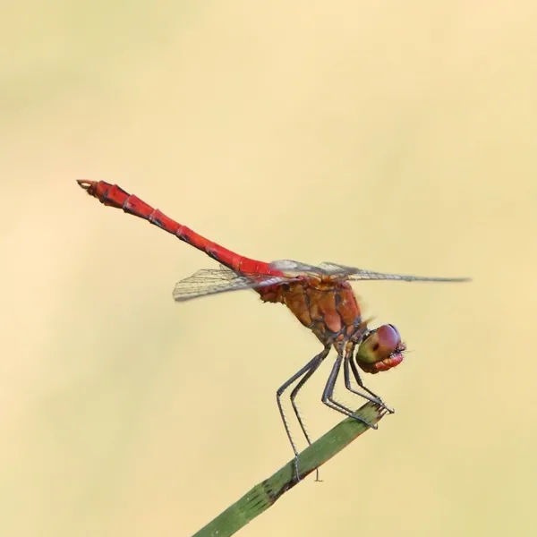 Ruddy Darter ♂ (2013)