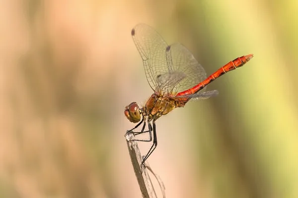 Ruddy Darter ♂ (2015)