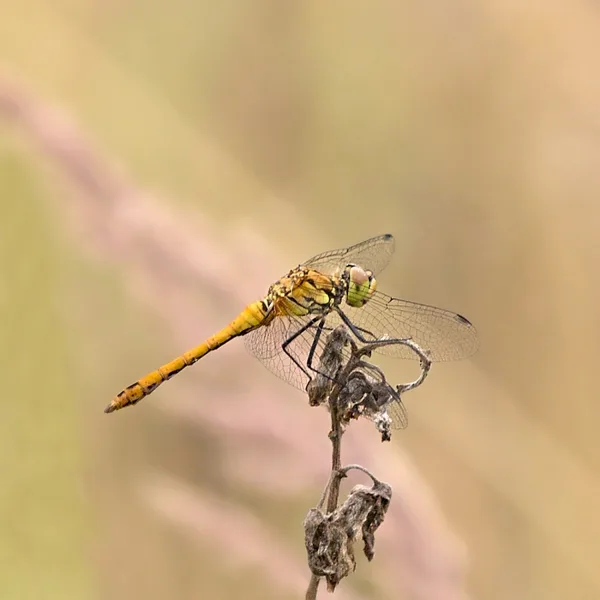 Ruddy Darter ♀ (2013)