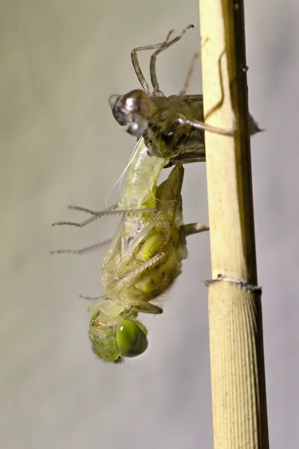 Ruddy Darter ♂ (2017)