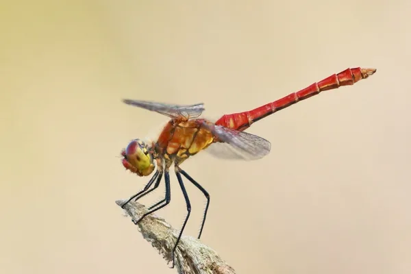 Ruddy Darter ♂ (2013)