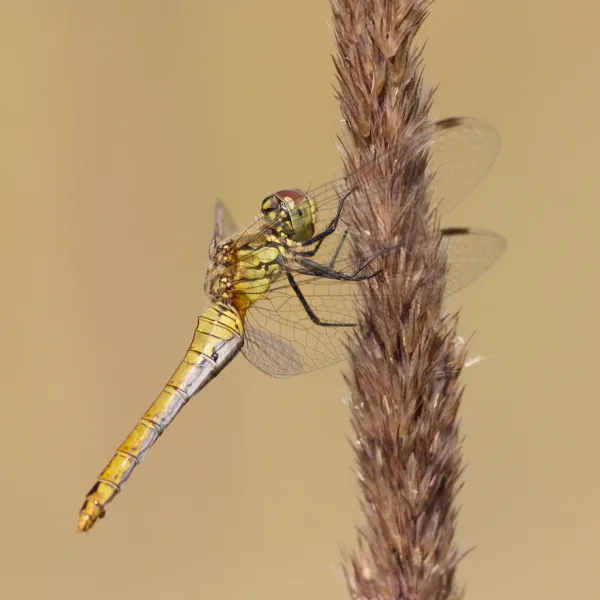 Ruddy Darter ♀ (2013)