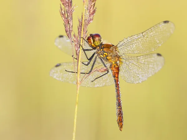 Ruddy Darter ♂ (2017)
