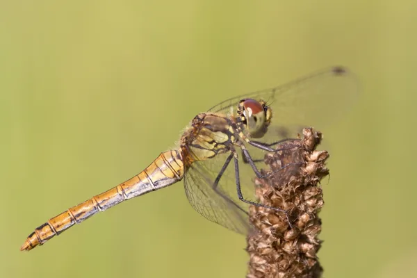 Ruddy Darter ♀ (2015)