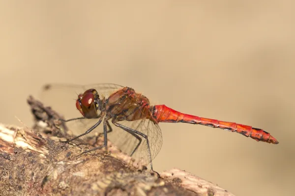 Ruddy Darter ♂ (2015)
