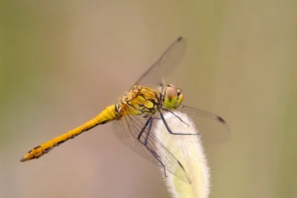 Ruddy Darter ♂ (2013)