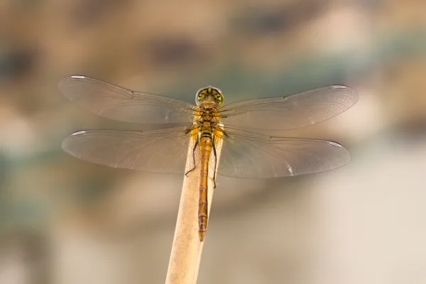 Ruddy Darter ♂ (2017)