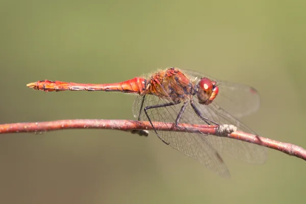 Ruddy Darter ♂ (2015)