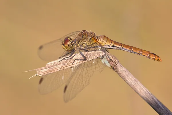 Ruddy Darter ♀ (2015)