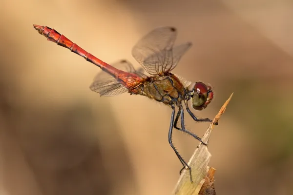 Ruddy Darter ♂ (2016)