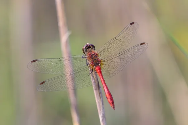 Ruddy Darter ♂ (2015)