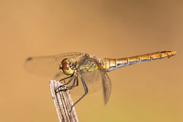 Ruddy Darter ♀ (2017)