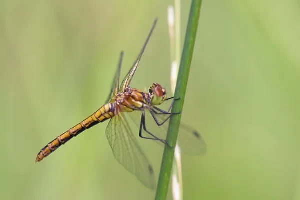 Ruddy Darter ♀ (2016)