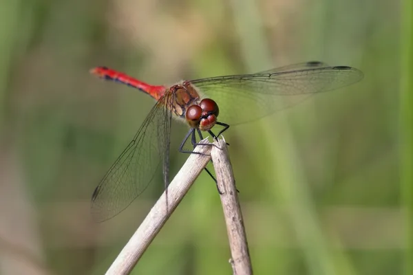 Ruddy Darter ♂ (2016)