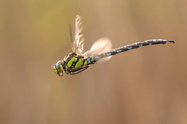 Southern Hawker ♂ (2015)