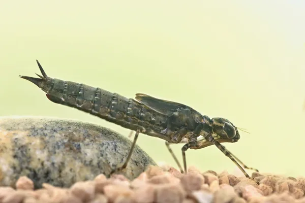 Southern Hawker - larva (2015)