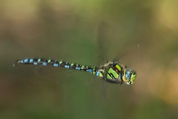 Southern Hawker ♂ (2013)