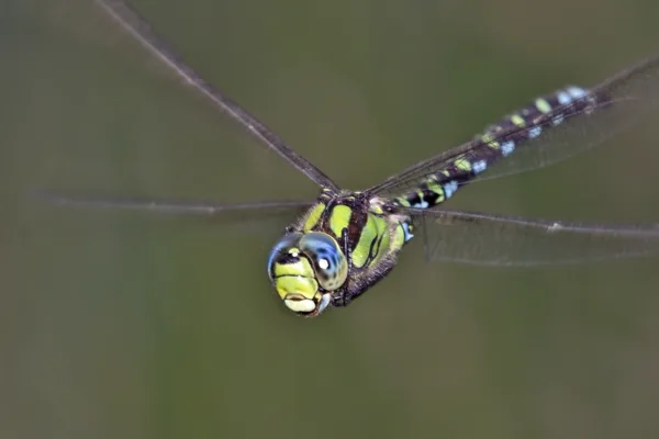 Southern Hawker ♂ (2014)