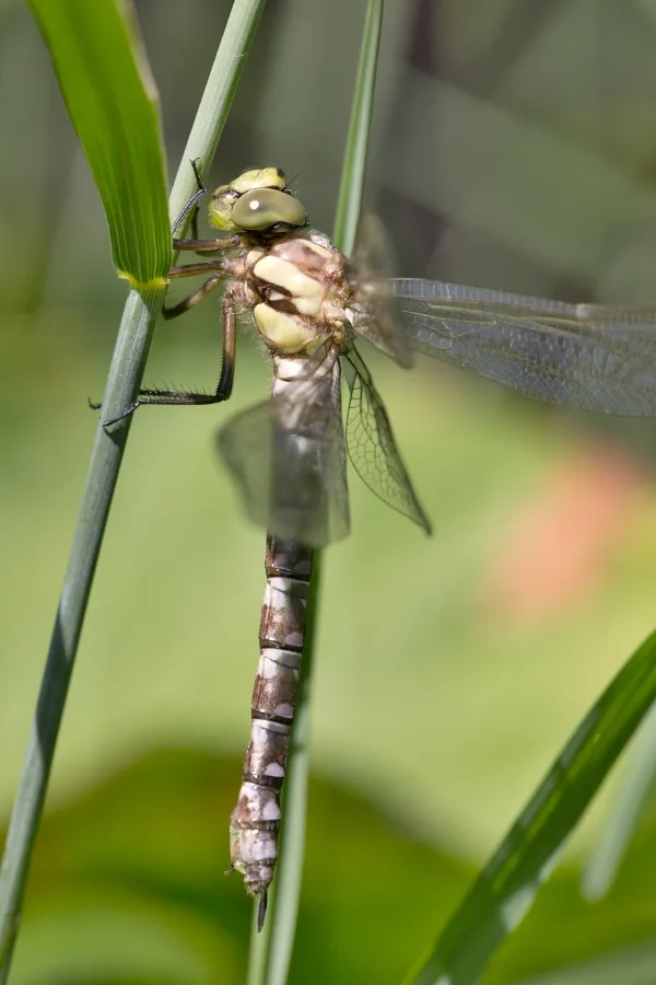 Southern Hawker ♀ (2015)