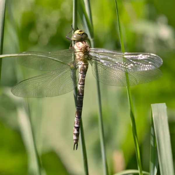 Southern Hawker ♀ (2015)