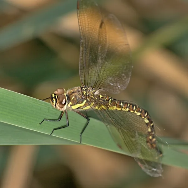 Migrant Havwker ♀ (2012)