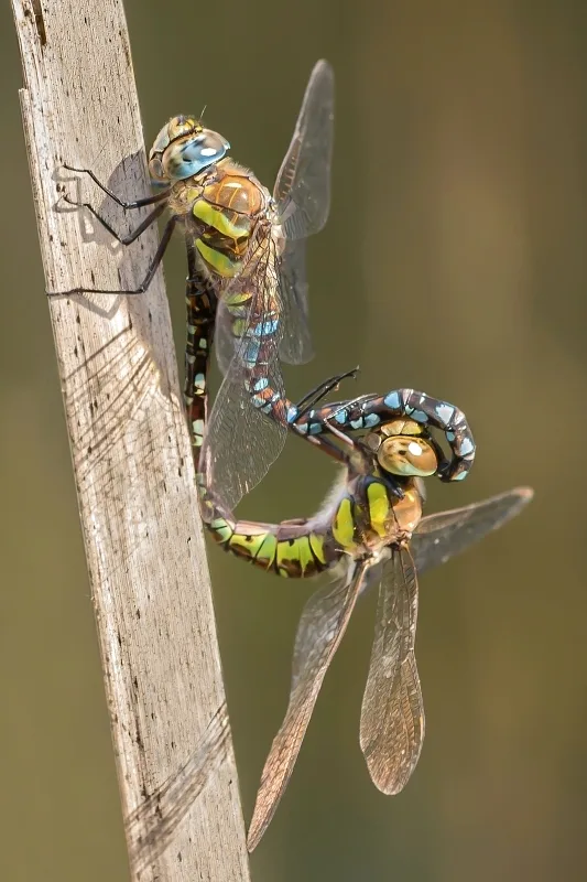 Migrant Havwker ♂ + ♀ (2013)
