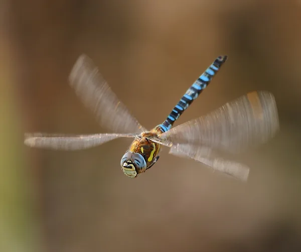 Migrant Havwker ♂ (2012)